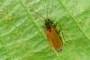 Rhagonycha lignosa